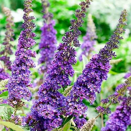 Liliac de vară African Quenn imagine 1 articol 4714