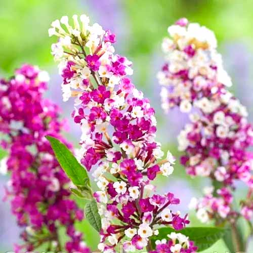 Liliac de vară Berries Cream imagine 1 articol 77802