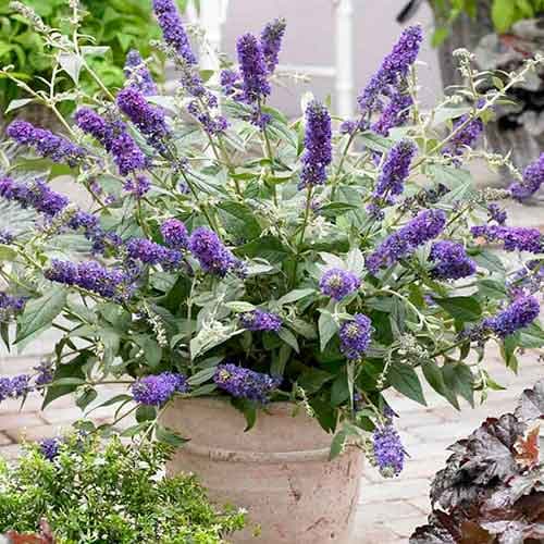 Liliac de vară Blue Chip imagine 1 articol 4715