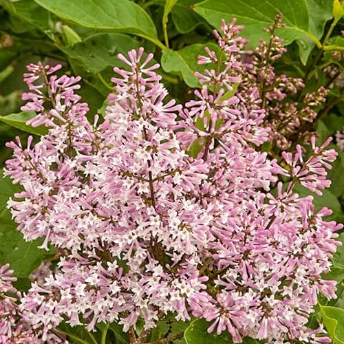 Liliac Miss Kim, P9 imagine 1 articol 9161