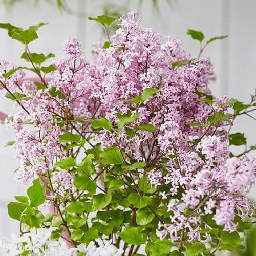 Liliac Josee imagine 1 articol 76703