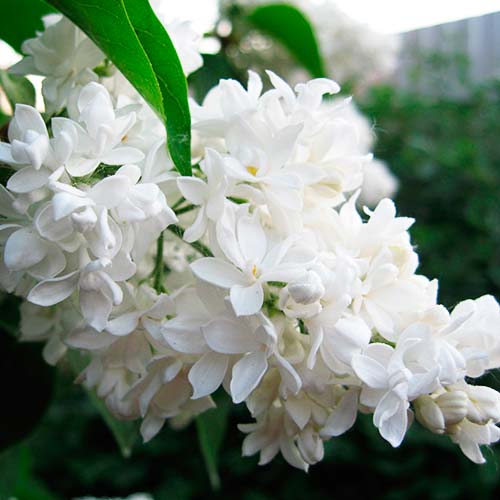 Liliac Madame Lemoine imagine 3 articol 6582