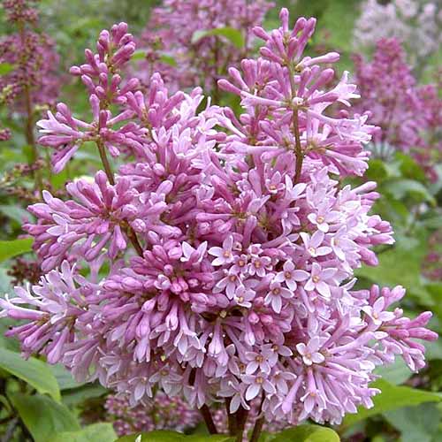 Liliac Minuet imagine 1 articol 4804