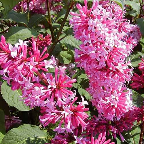 Liliac Miss Canada imagine 1 articol 4806