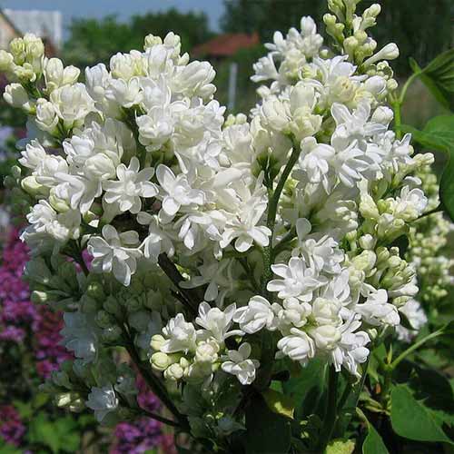 Liliac Mme Lemoine imagine 1 articol 4808