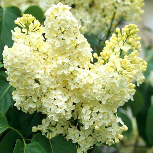 Liliac Primrose imagine 1 articol 9094