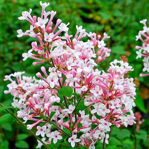 Liliac Superba imagine 1 articol 4807