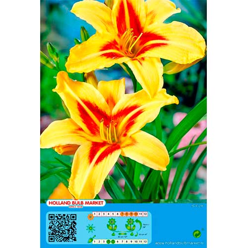 Liliowiec Bonanza interface.image 1 interface.art 76454