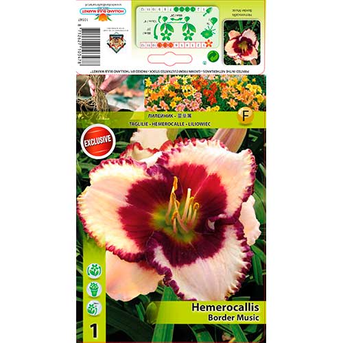 Liliowiec (Hemerocallis) Border Music interface.image 1 interface.art 70412