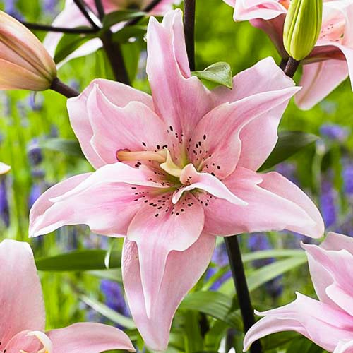 Лилиум азиатски Elodie изображение 1 артикул 70428