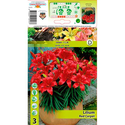 Лилиум азиатски Red Carpet изображение 1 артикул 76320