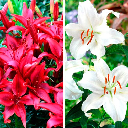 Super-ofertă! Set de Crin Black & White imagine 1 articol 4764_1