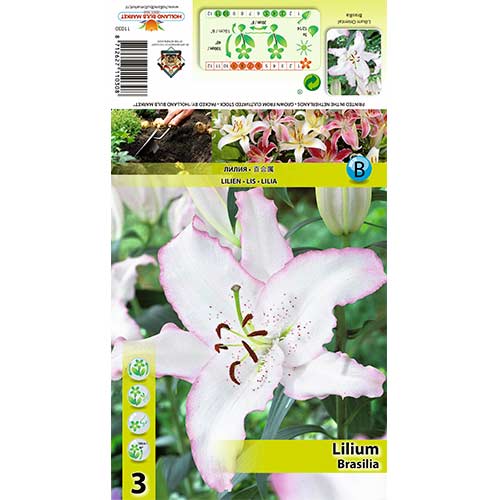 Лилиум Brasilia изображение 1 артикул 70424
