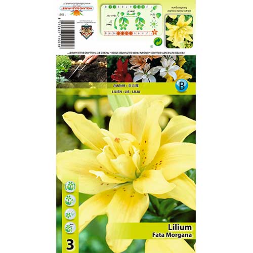 Лилиум Fata Morgana изображение 1 артикул 70430