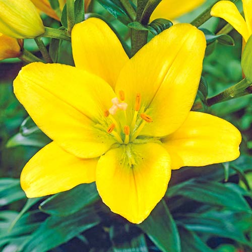 Лилиум Golden Tycoon изображение 1 артикул 70468