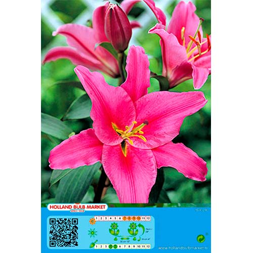 Лилиум Acapulco изображение 1 артикул 76465