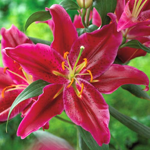 Лилиум източен Corvara изображение 1 артикул 70427