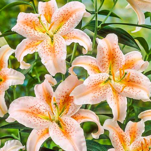 Лилиум източен Salmon Star изображение 1 артикул 70437