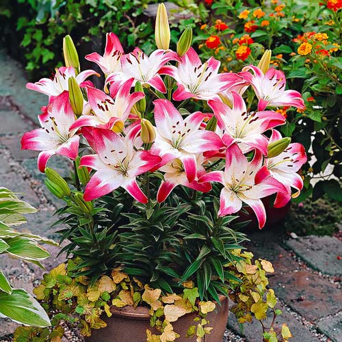 Crin Lollypop imagine 1 articol 4789_1