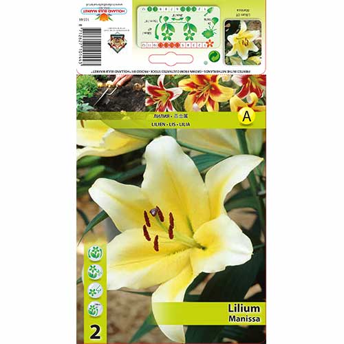 Лилиум Manissa изображение 1 артикул 70276