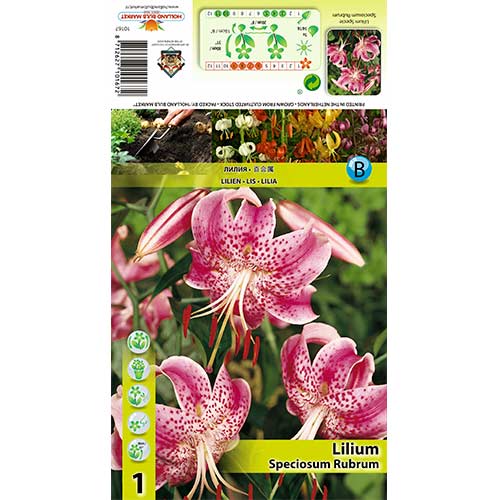 Лилиум Speciosum Rubrum изображение 1 артикул 70438