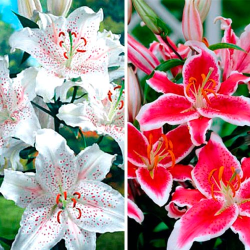 Super-ofertă! Set de Crin oriental, mix imagine 1 articol 4765_1