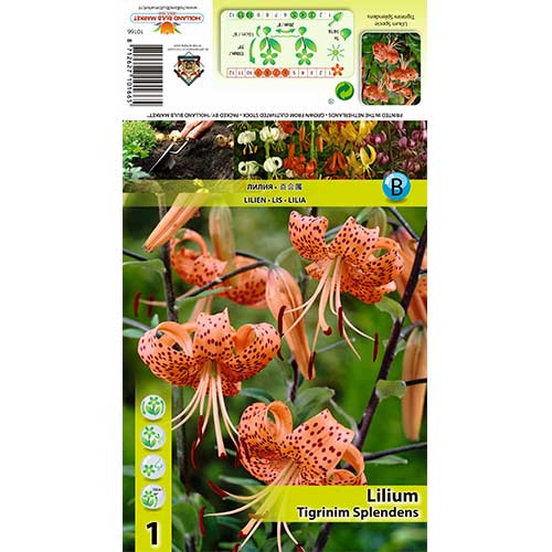 Лилиум Tigrinum Splendens изображение 1 артикул 70439