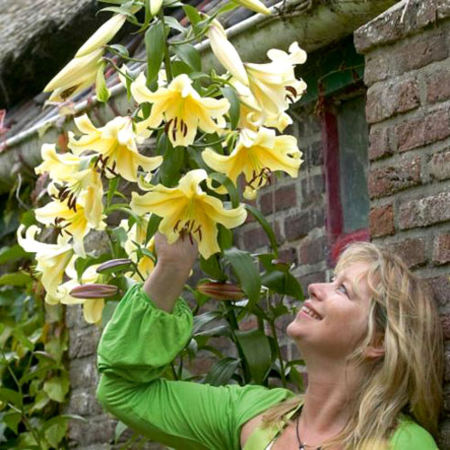 Crin gigant Yelloween imagine 1 articol 3255