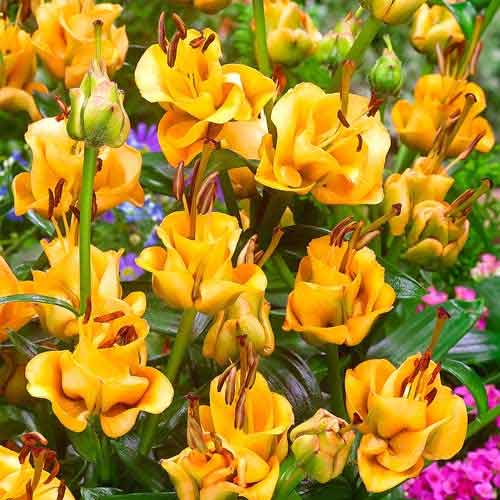 Crin asiatic Apricot Fudge imagine 1 articol 67024