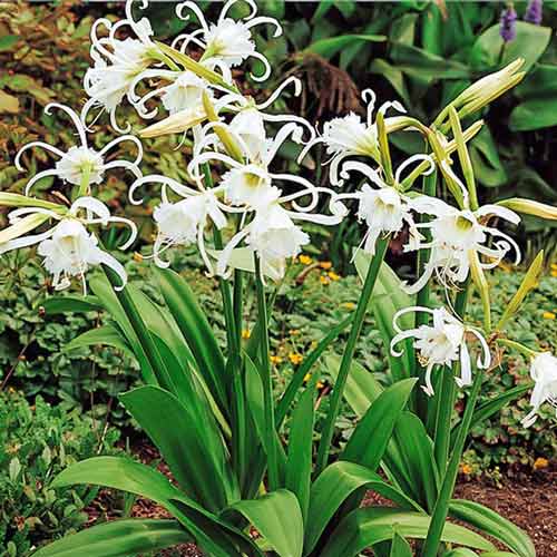 Crin păianjen Festalis (Ismene) imagine 1 articol 67021