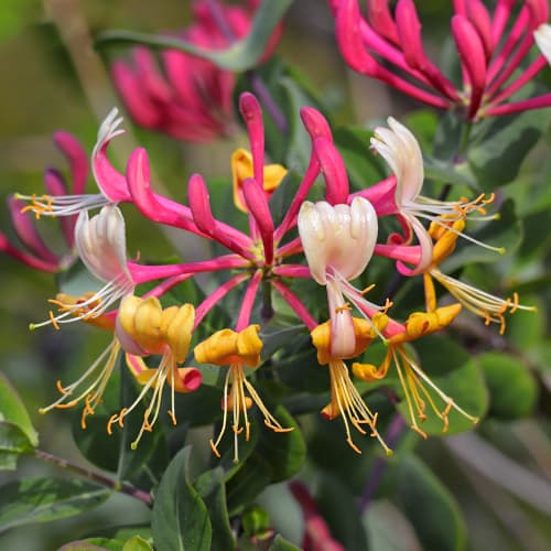 Lonicera periclymenum Belgica Select, С2 изображение 1 артикул 7786