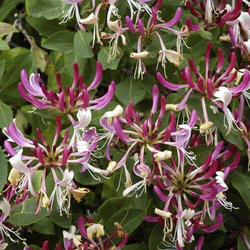 Лоницера Fragrant Cloud PBR, С2 изображение 1 артикул 8230