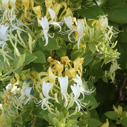Lonicera japonica Kogel-mogel, С2 изображение 1 артикул 8229