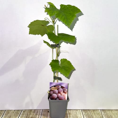 Лоза Canadice, Р9 изображение 2 артикул 5639