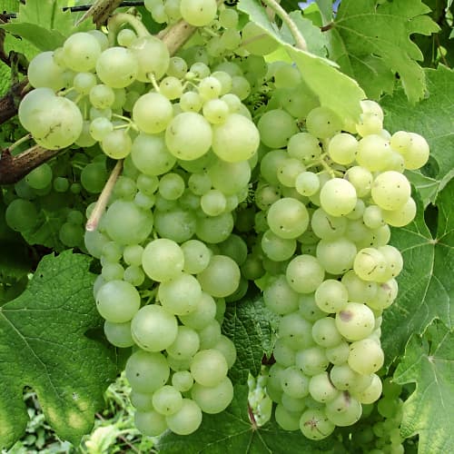 Лоза Himrod изображение 1 артикул 5568