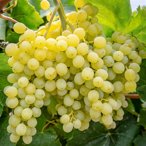 Лоза Iza Zaliwska изображение 1 артикул 5563