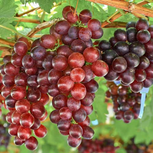 Лоза Lidia, Р9 изображение 1 артикул 7340