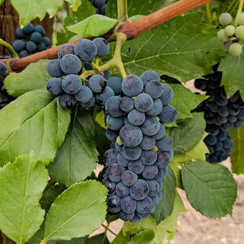 Лоза Marechal Foch изображение 1 артикул 6949