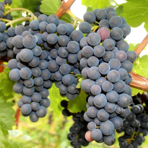 Лоза Nero изображение 1 артикул 5640