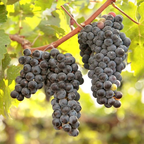 Лоза New York Muscat, Р9 изображение 1 артикул 6959