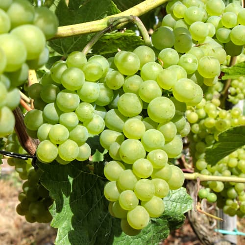 Лоза Perła Zalii изображение 1 артикул 5564