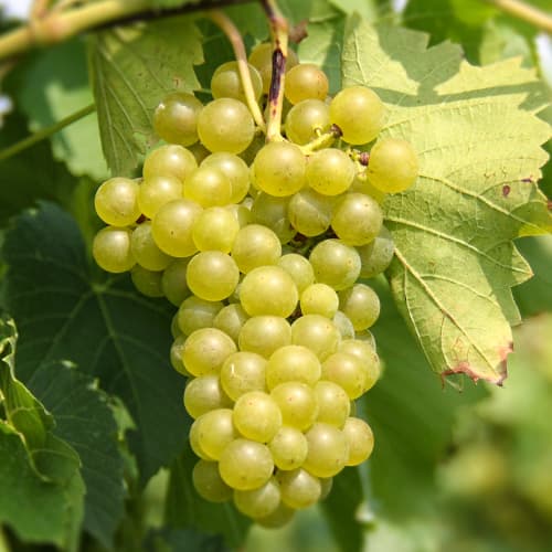 Лоза Seneca изображение 1 артикул 5570