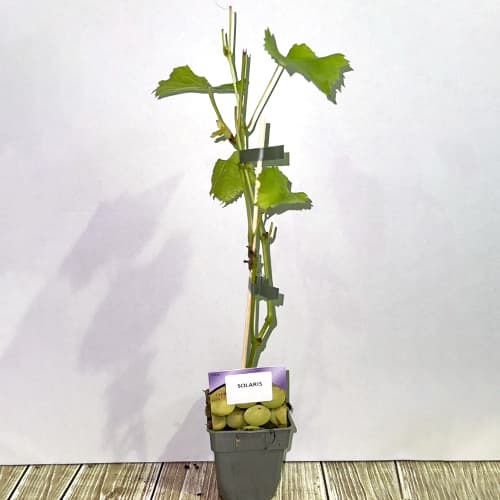 Лоза Solaris, Р9 изображение 2 артикул 6951