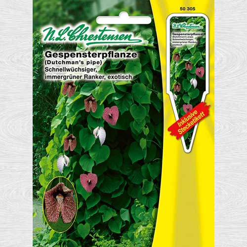 Luleaua olandezului imagine 1 articol 69241