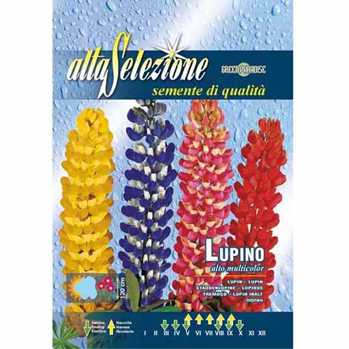 Lupin înalt, mix multicolor imagine 1 articol 96350