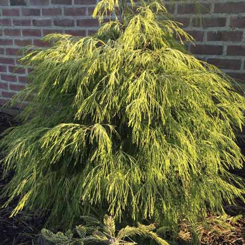 Лъжекипарис Karaca, C4 изображение 1 артикул 8243