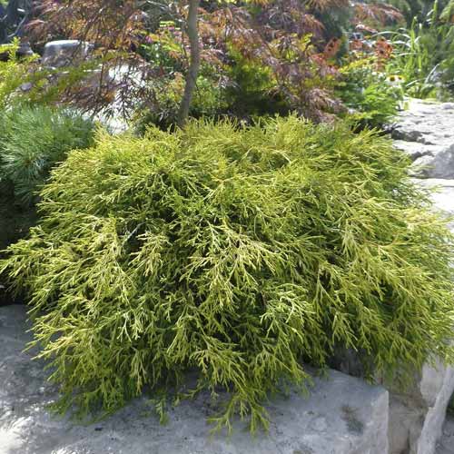 Лъжекипарис Sungold, C2 изображение 1 артикул 7761