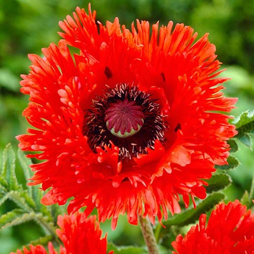 Mac oriental Turkenlouis Ruffles imagine 1 articol 68393