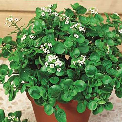 Măcriș comun imagine 1 articol 66990