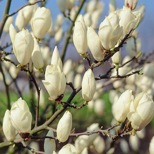 Magnolia Alba Superba imagine 2 articol 9592